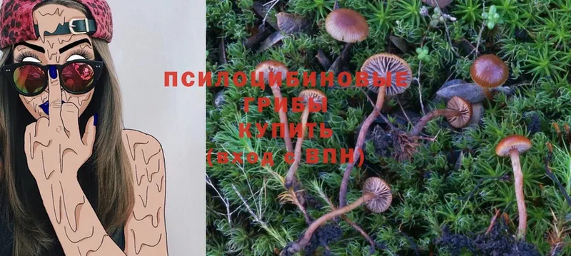 Галлюциногенные грибы Psilocybe  Щёкино 