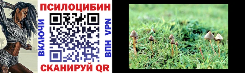 как найти закладки  Щёкино  Псилоцибиновые грибы Cubensis 